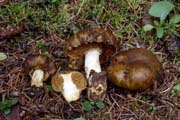 Cortinarius pinguis